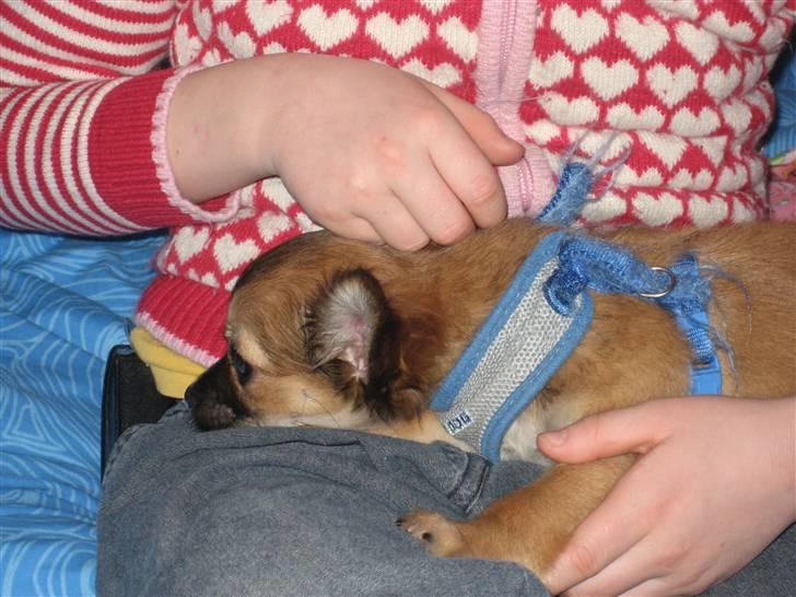 Chihuahua Victor billede 3