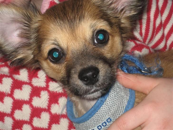 Chihuahua Victor billede 4