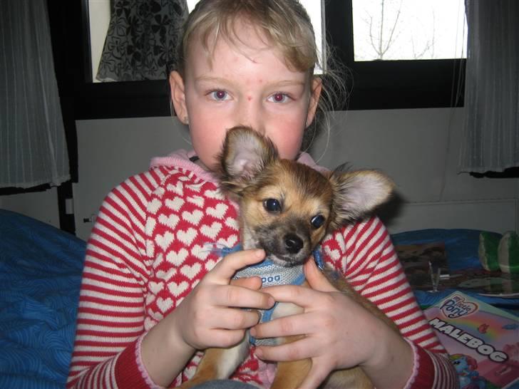 Chihuahua Victor billede 6