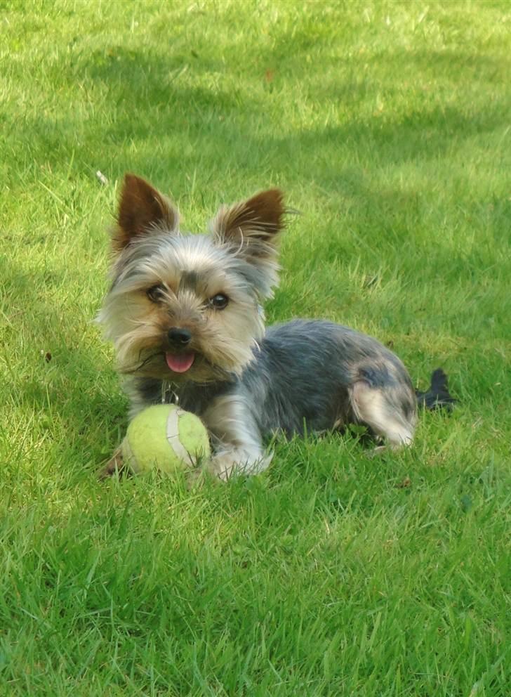 Yorkshire terrier Sofus billede 9