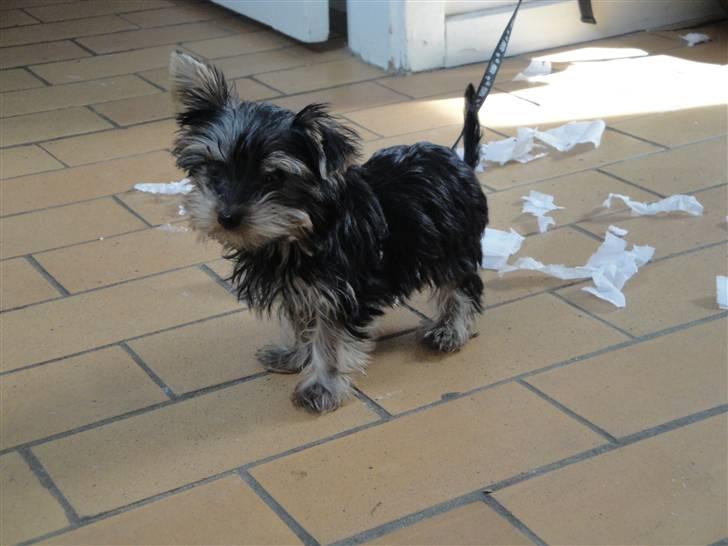 Yorkshire terrier Sofus billede 12