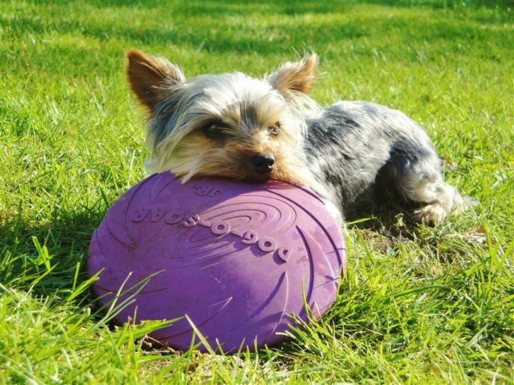 Yorkshire terrier Sofus billede 14