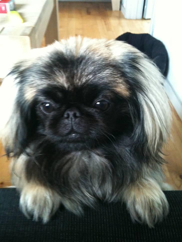 Pekingeser Lullu - HELT ÆRLIG! ER jeg ikke bare snusket og lækker?!?! billede 6