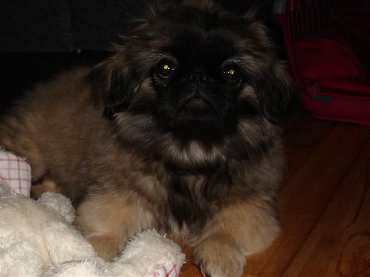 Pekingeser Lullu - Her er jeg ca. 18 uger. Jeg har lige på min bamse, Tine, som jeg er rigtig glad for. billede 7