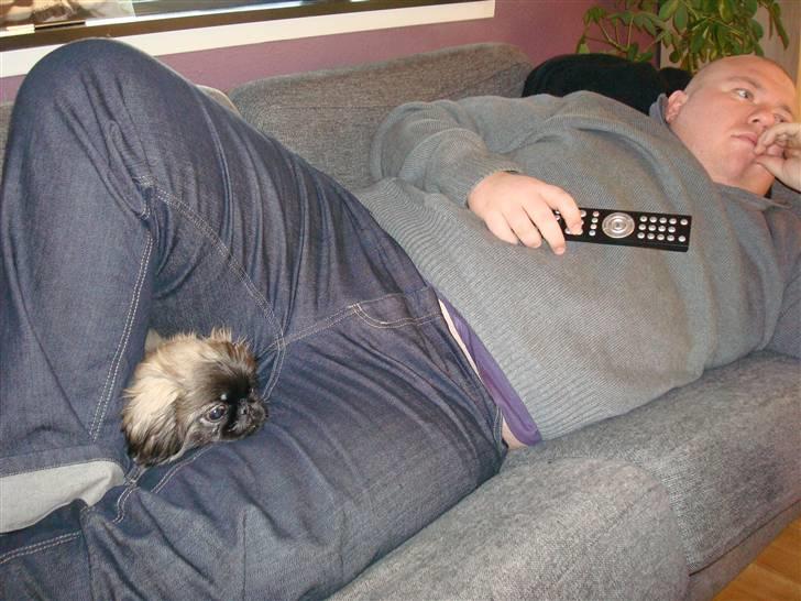 Pekingeser Lullu - Her ligger jeg mellem fars ben og ser fjernsyn.. Det elsker jeg bare! billede 8