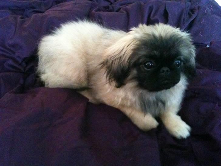 Pekingeser Lullu - Er jeg ikke bedårende? billede 9