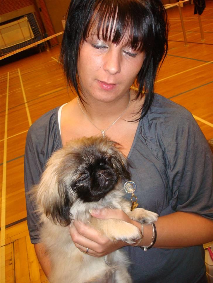 Pekingeser Lullu - Jaaaaa... Man kan vel blive træt... ikk Moster?!?! billede 10