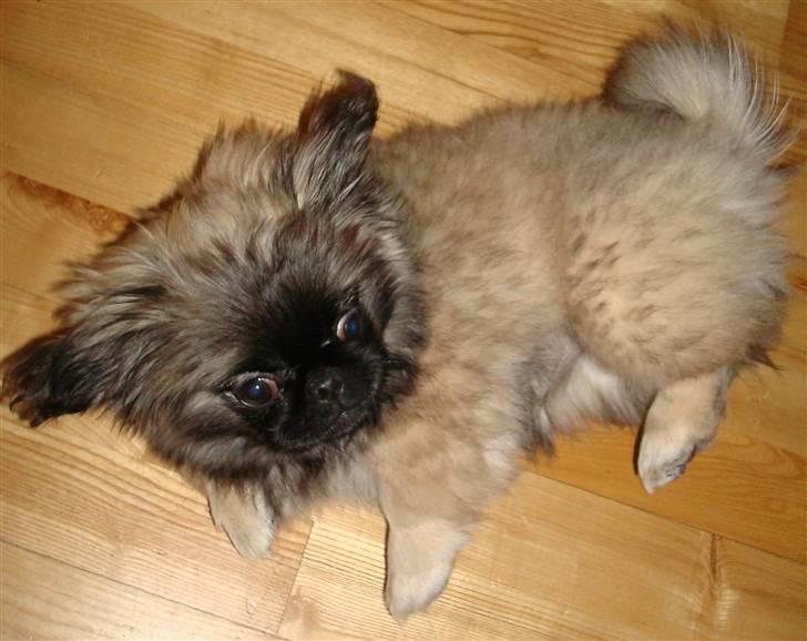 Pekingeser Lullu - Hi hi.. ;) billede 14