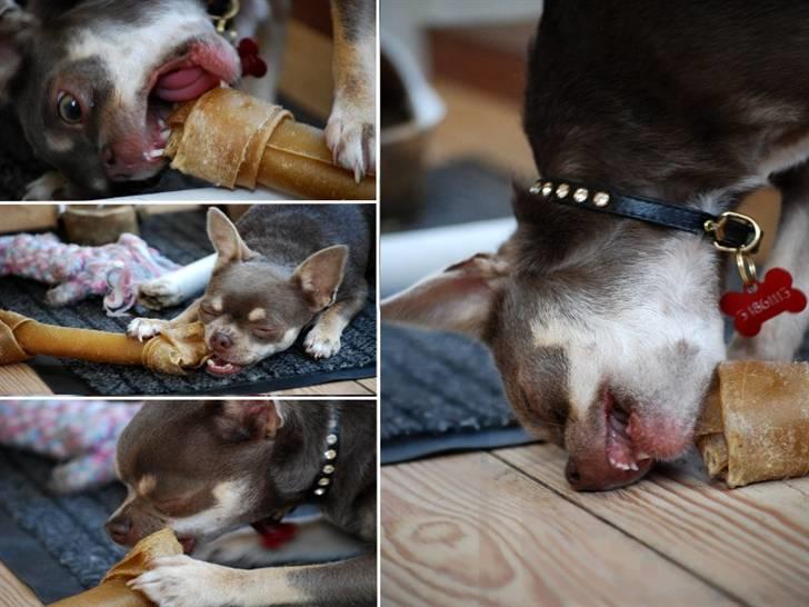 Chihuahua Kayla - KAYLAS KAMP MOD KØDBENET !! ;-)) billede 12