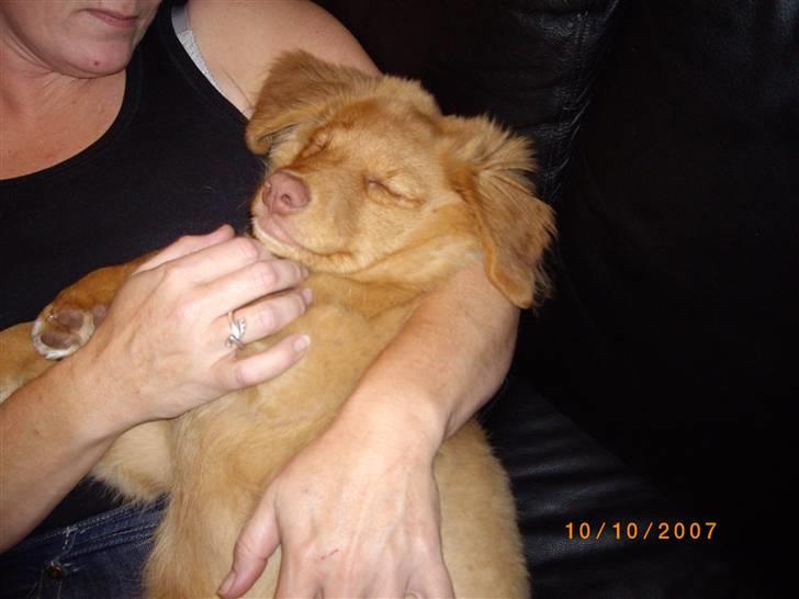 Nova scotia duck tolling retriever Mikkel - hmm far jeg putter altså nu, så ikke det dumme lys. tak billede 18