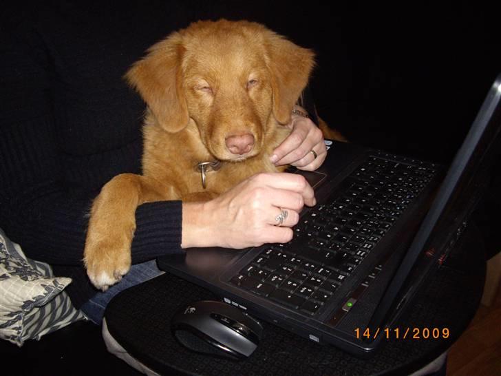 Nova scotia duck tolling retriever Mikkel - Niks mor du skal ikke arbejde med pc, for jeg sakl også være her. billede 19