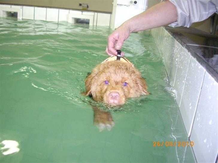 Nova scotia duck tolling retriever Rufus - jo vandhund er jeg allerede.. jahuuu billede 7