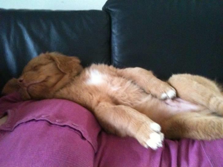 Nova scotia duck tolling retriever Rufus - er der noget bedre sted at sove? billede 8