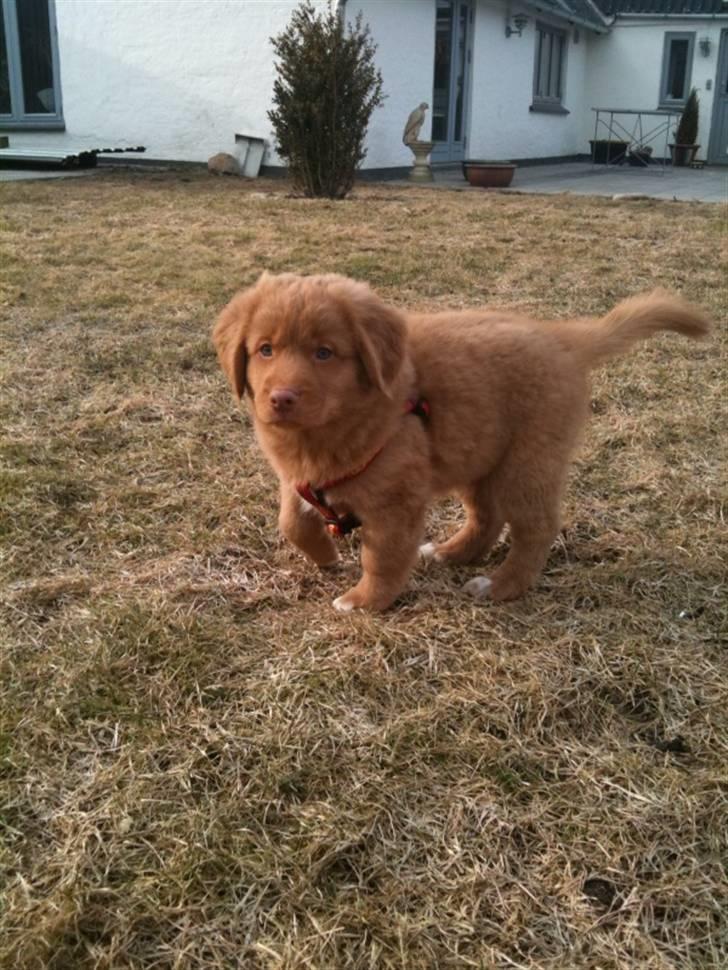 Nova scotia duck tolling retriever Rufus - aahhh hvor er her skønt billede 9