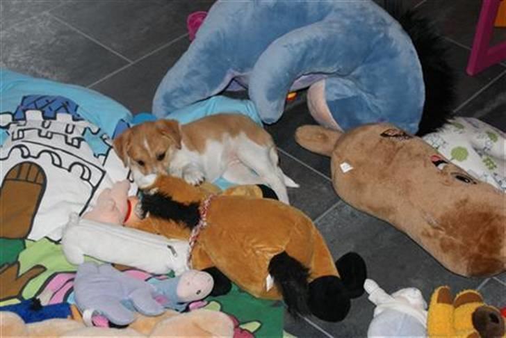 Dansk svensk gaardhund Miley - Alle mine bamser billede 1