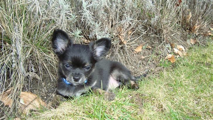 Chihuahua Luca - 9 uger. Tager lige en slapper,  de helt tossede med mig de nye dér. ;) billede 2