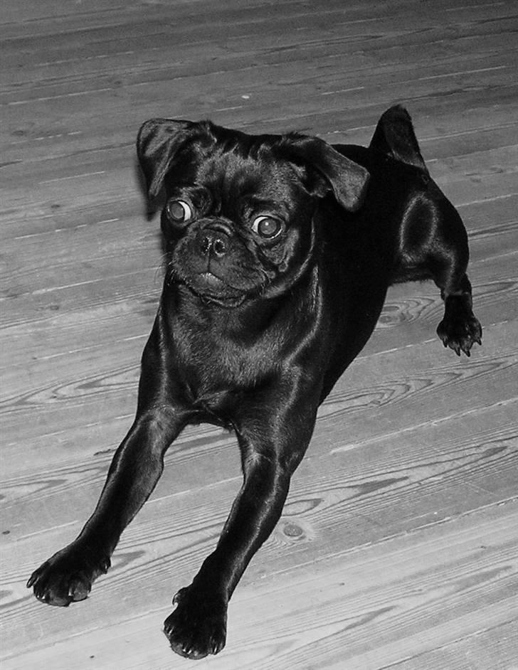 Griffon petit brabancon Molly billede 1