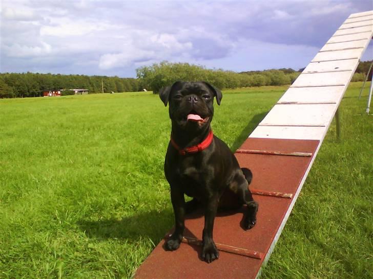 Griffon petit brabancon Molly billede 2