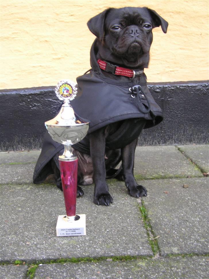 Griffon petit brabancon Molly billede 3