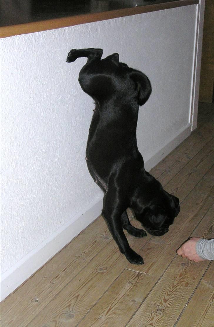 Griffon petit brabancon Molly billede 4