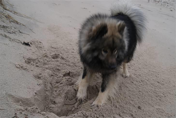 Eurasier Balule Eldorado (Castro) billede 6