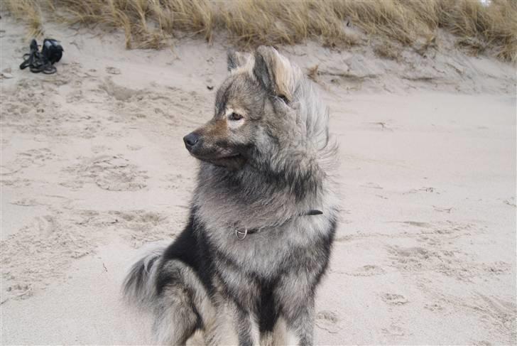 Eurasier Balule Eldorado (Castro) billede 7