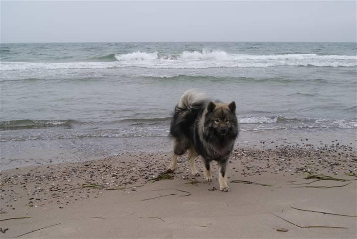 Eurasier Balule Eldorado (Castro) billede 8