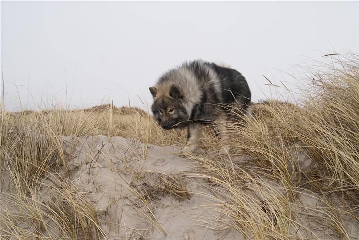 Eurasier Balule Eldorado (Castro) billede 9