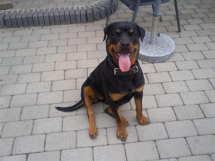 Rottweiler rotti aka Gina *RIP* - hvor sidder hun dog fint billede 4