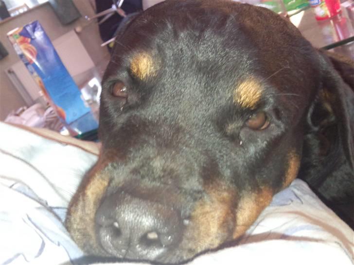 Rottweiler rotti aka Gina *RIP* - jeg vil i seng nu udtrykket billede 5