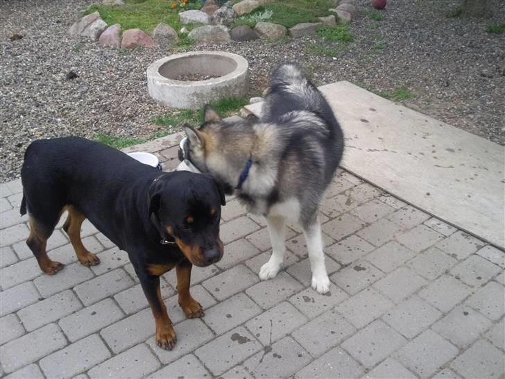 Rottweiler rotti aka Gina *RIP* - damen med sin legekammerat billede 6