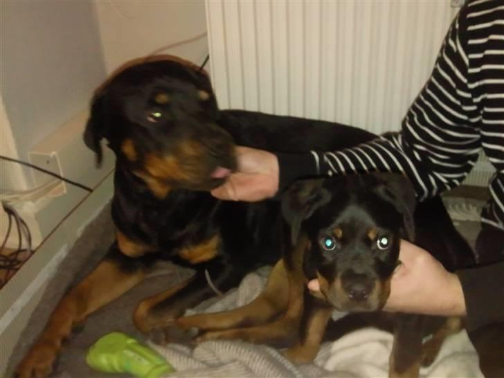 Rottweiler rotti aka Gina *RIP* - damen med det nye familie medlem Haji billede 7