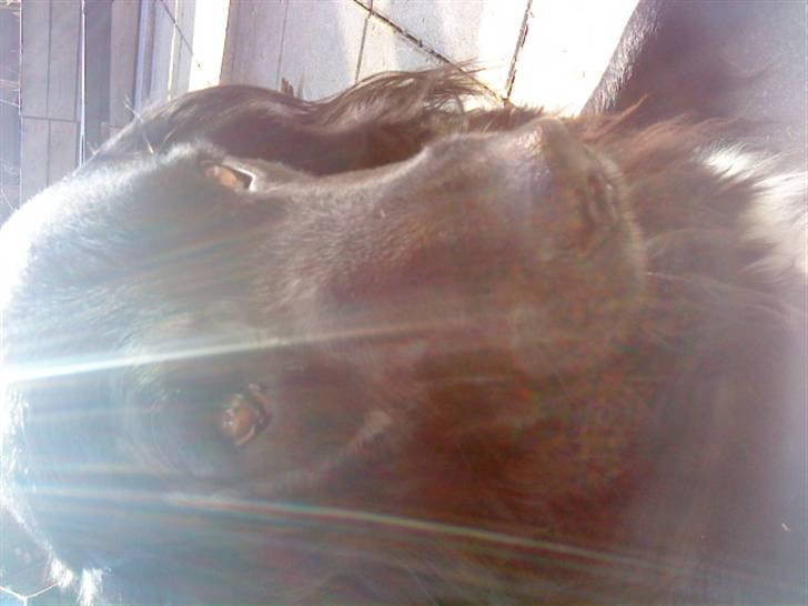 Blanding af racer Baloo (Død) - Indianer høvdingen Baloo billede 1