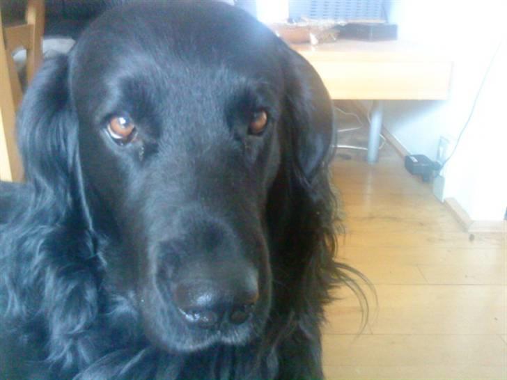 Blanding af racer Baloo (Død) billede 2