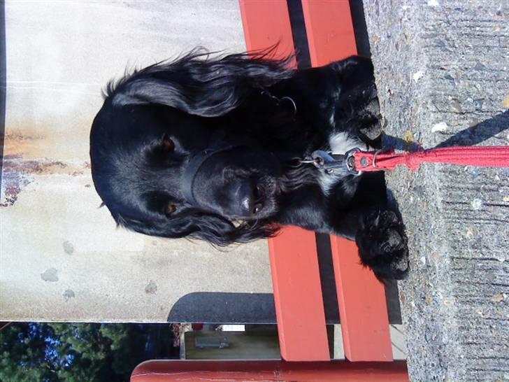 Blanding af racer Baloo (Død) - Hvad er det? billede 3