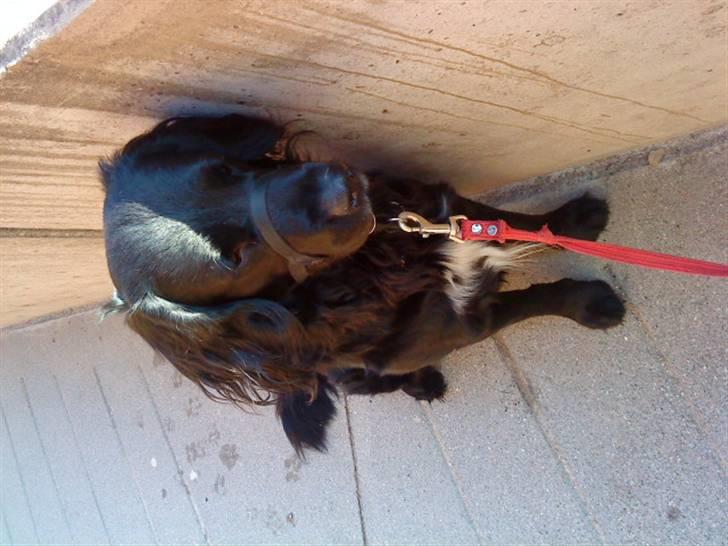 Blanding af racer Baloo (Død) billede 4