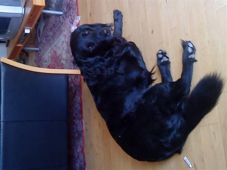 Blanding af racer Baloo (Død) billede 5