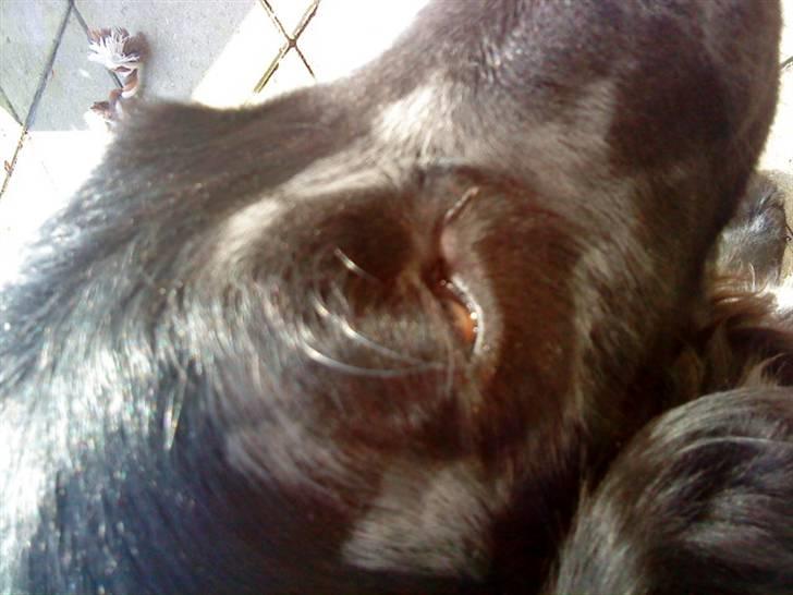 Blanding af racer Baloo (Død) - Man bliver træt af en lang dag som Indianer høvding billede 6