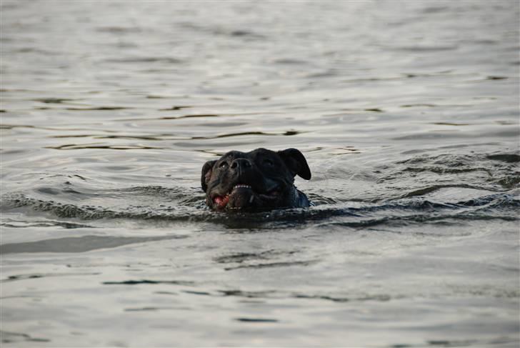 Amerikansk staffordshire terrier Tøsen Prinsesse( R.I.P ) billede 4