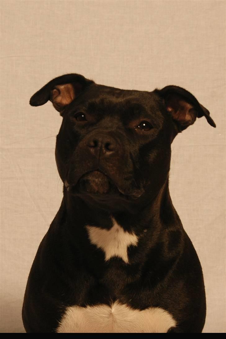 Amerikansk staffordshire terrier Tøsen Prinsesse( R.I.P ) billede 5