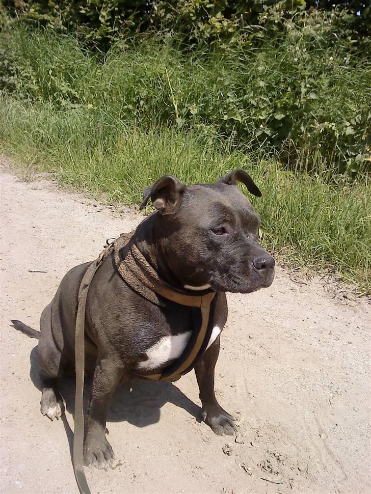 Amerikansk staffordshire terrier Tøsen Prinsesse( R.I.P ) billede 6