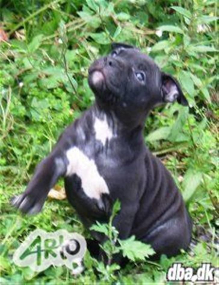 Amerikansk staffordshire terrier Tøsen Prinsesse( R.I.P ) billede 7