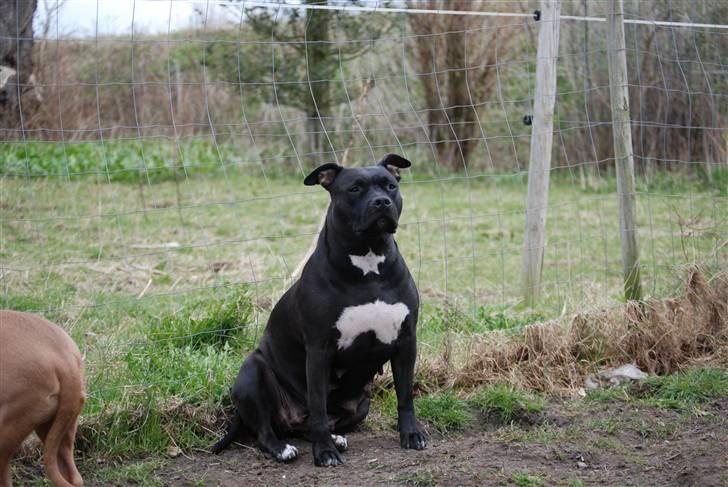 Amerikansk staffordshire terrier Tøsen Prinsesse( R.I.P ) billede 8