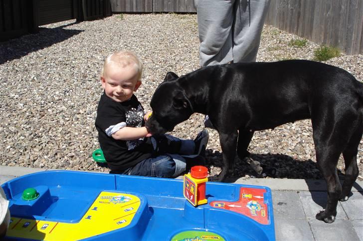 Amerikansk staffordshire terrier Tøsen Prinsesse( R.I.P ) billede 9