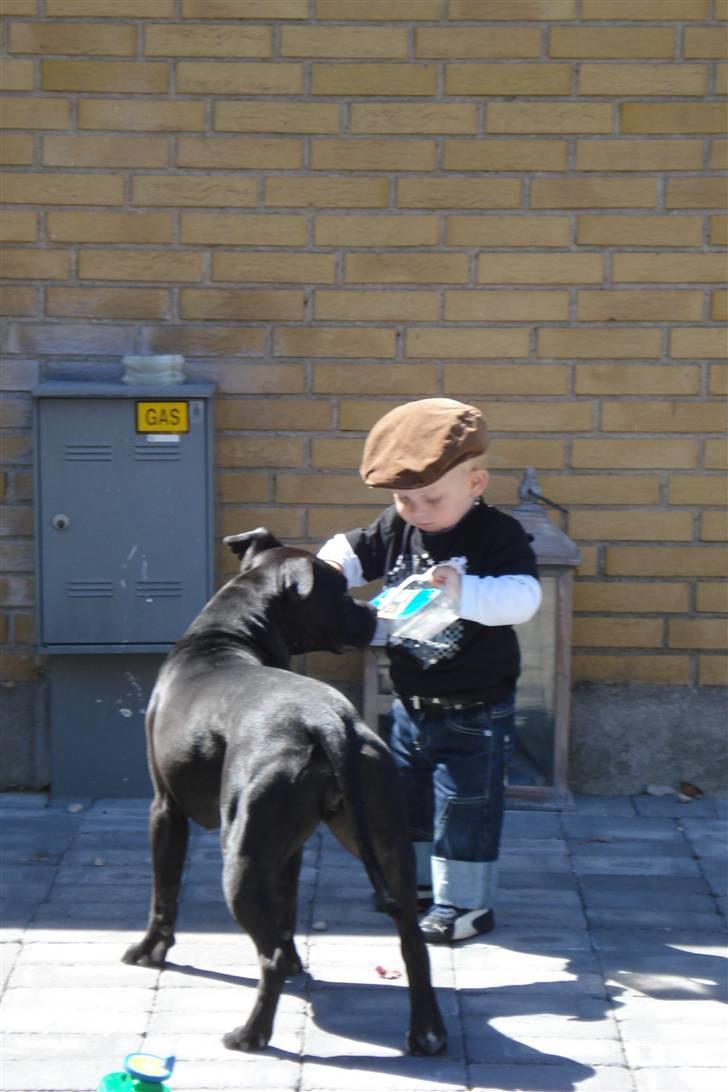 Amerikansk staffordshire terrier Tøsen Prinsesse( R.I.P ) billede 10