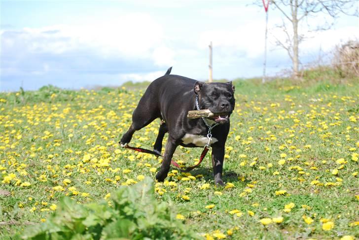Amerikansk staffordshire terrier Tøsen Prinsesse( R.I.P ) billede 11