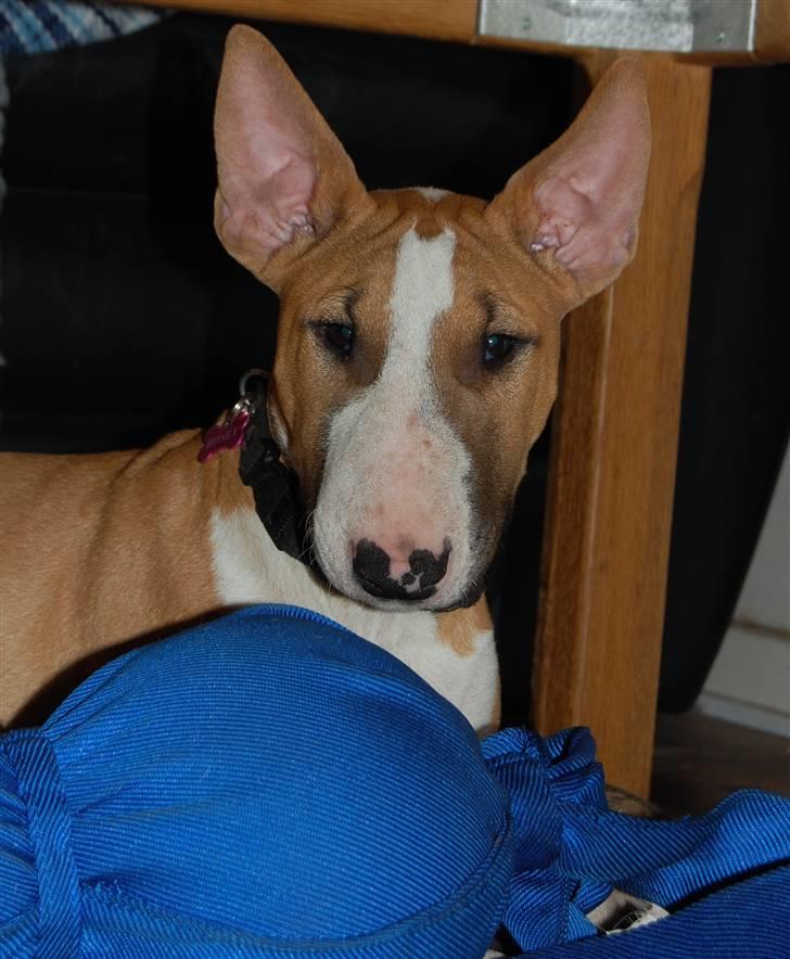 Bullterrier Honey 31.01.2010 - 21.07.2017 billede 1