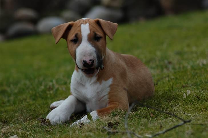 Bullterrier Honey 31.01.2010 - 21.07.2017 billede 2