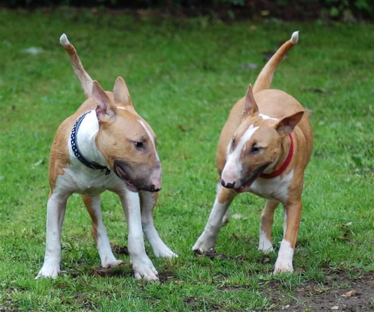 Bullterrier Honey 31.01.2010 - 21.07.2017 - Yes de er så fiiine billede 4