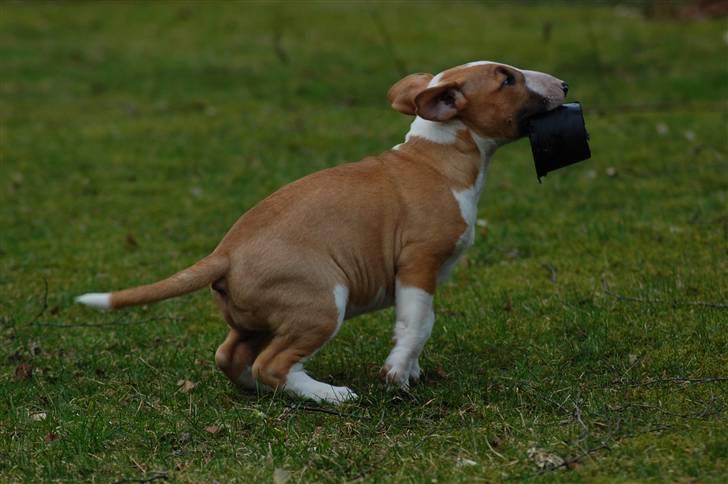 Bullterrier Honey 31.01.2010 - 21.07.2017 billede 6